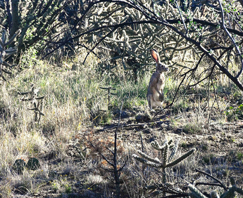 Standing Tall by Geoff Browne